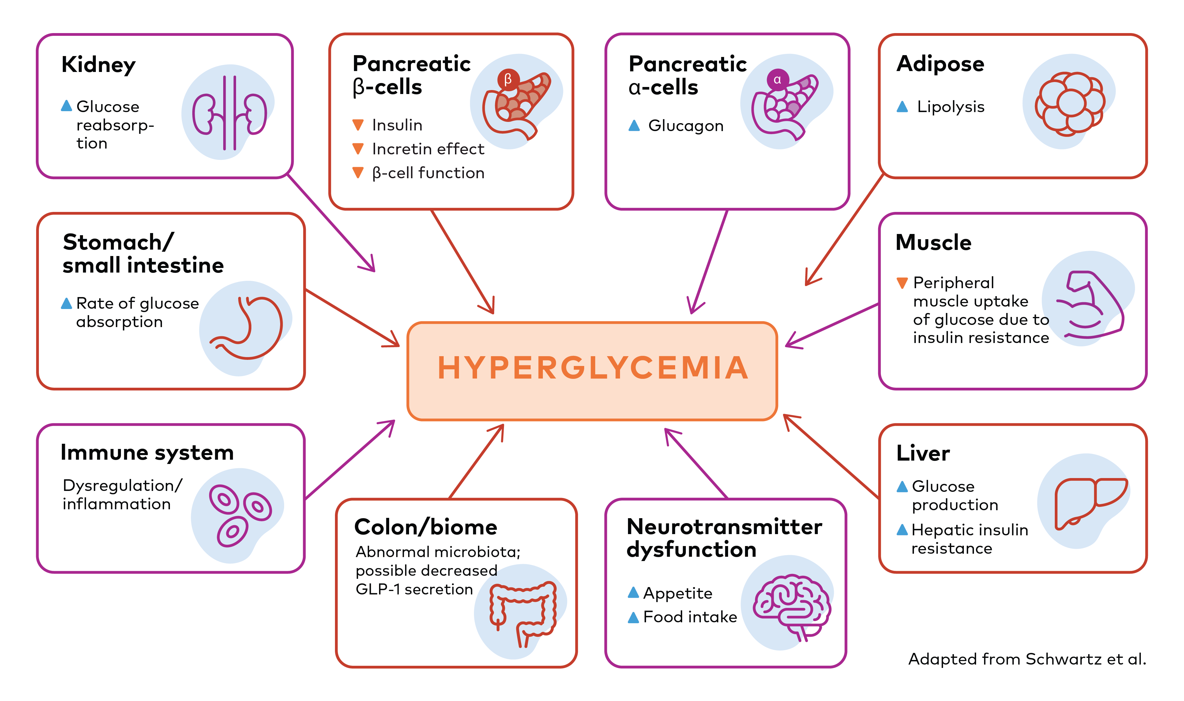 a graph showing the processes in different organ contributing to hyperglycemia